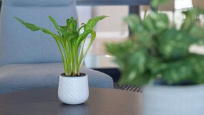 A modern interior with a grey sofa, a round table with a potted plant, and another plant in the background. - Holiday Inn Express Leigh - Sports Village by IHG (Leigh)