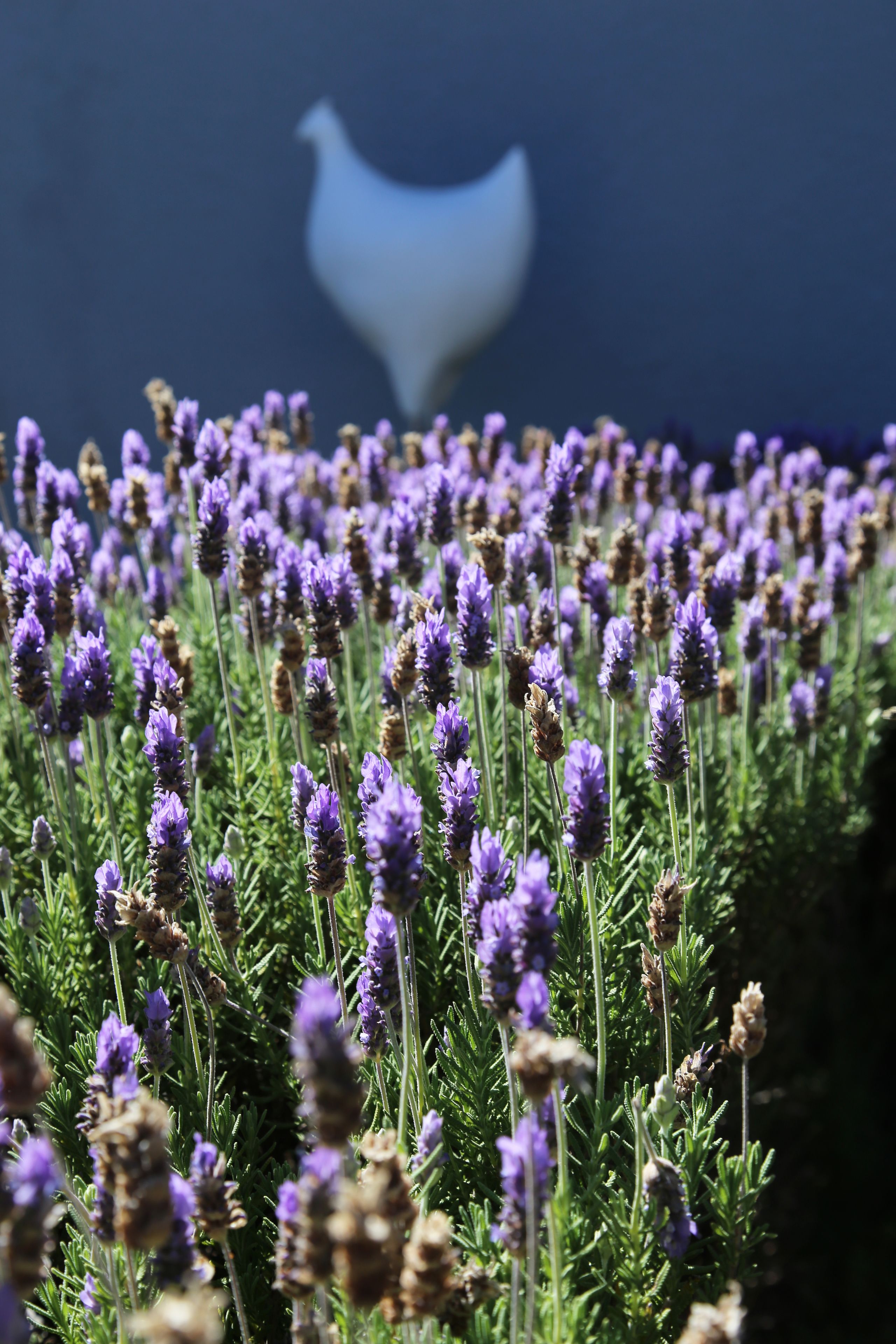 Photo - DysArt Boutique Hotel - Solar Power