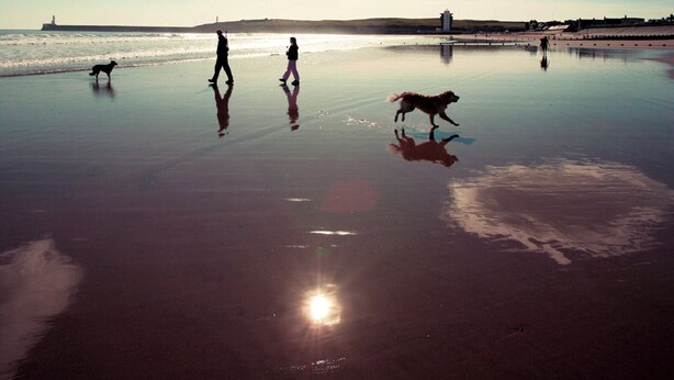 Une scène de plage où l’on voit des personnes et des chiens se promener sur le sable mouillé, un phare en arrière-plan et un soleil brillant.