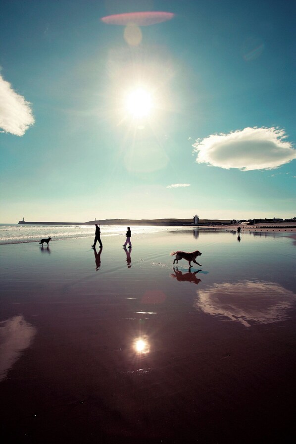Une scène de plage où l’on voit des personnes et des chiens se promener sur le sable mouillé, un phare en arrière-plan et un soleil brillant.