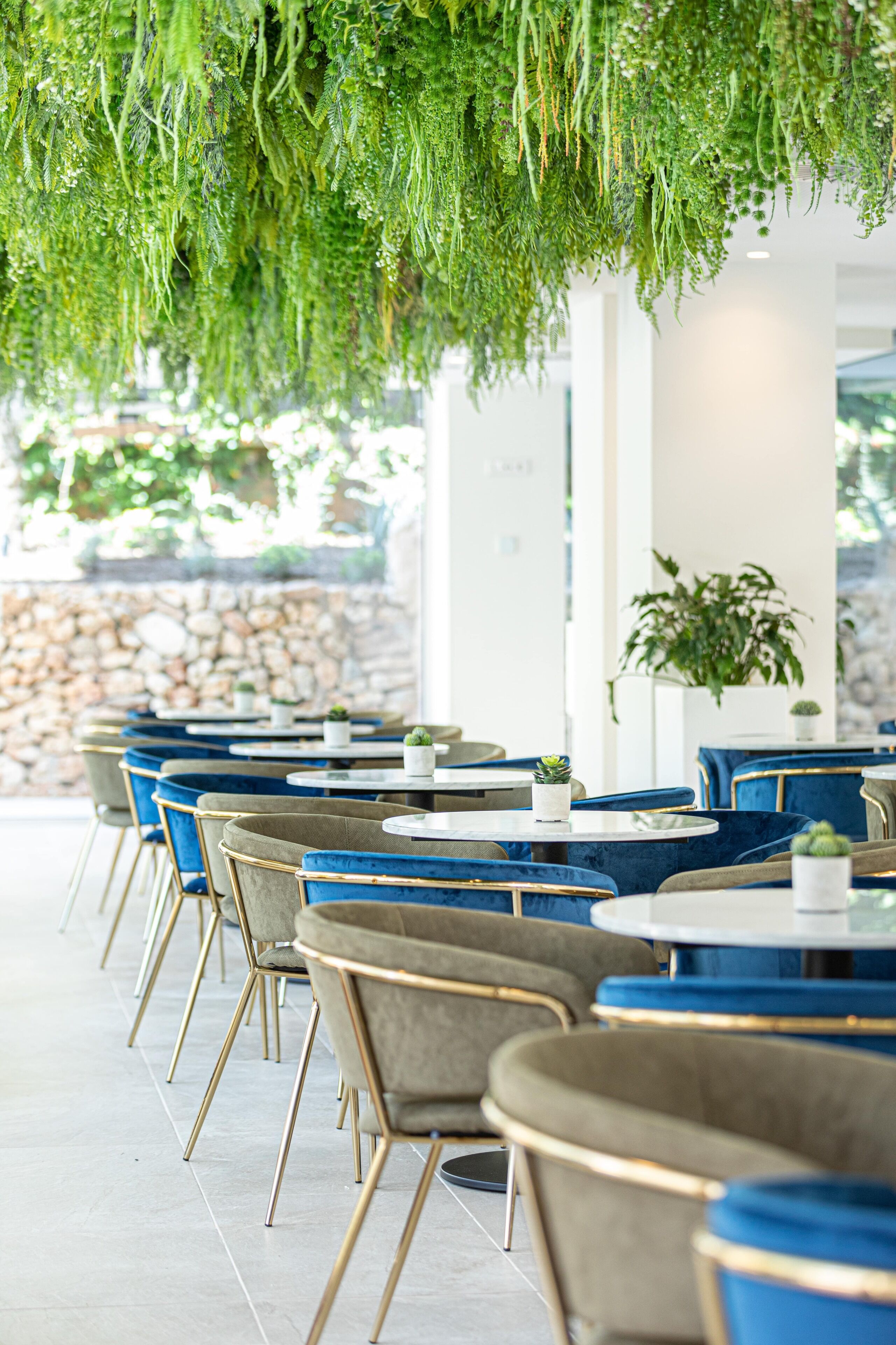 A row of tables and chairs with a hanging green plant overhead.