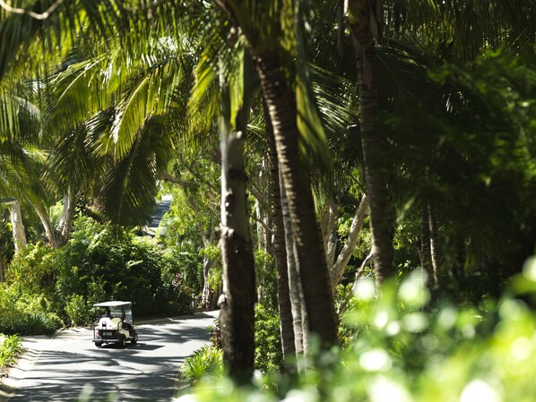 A golf cart driving down a tree-lined road.