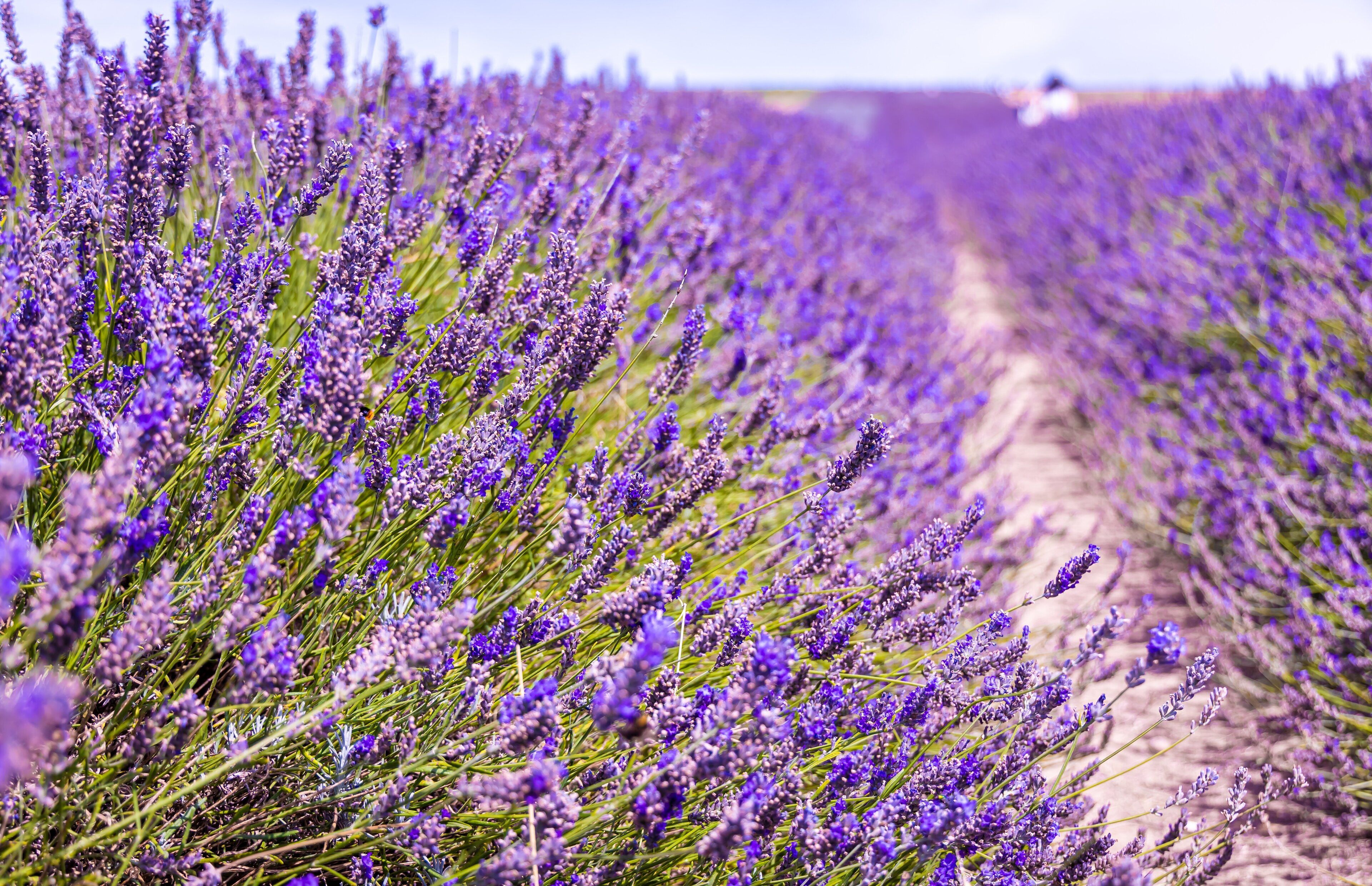 A lavender field with rows of lavender plants.