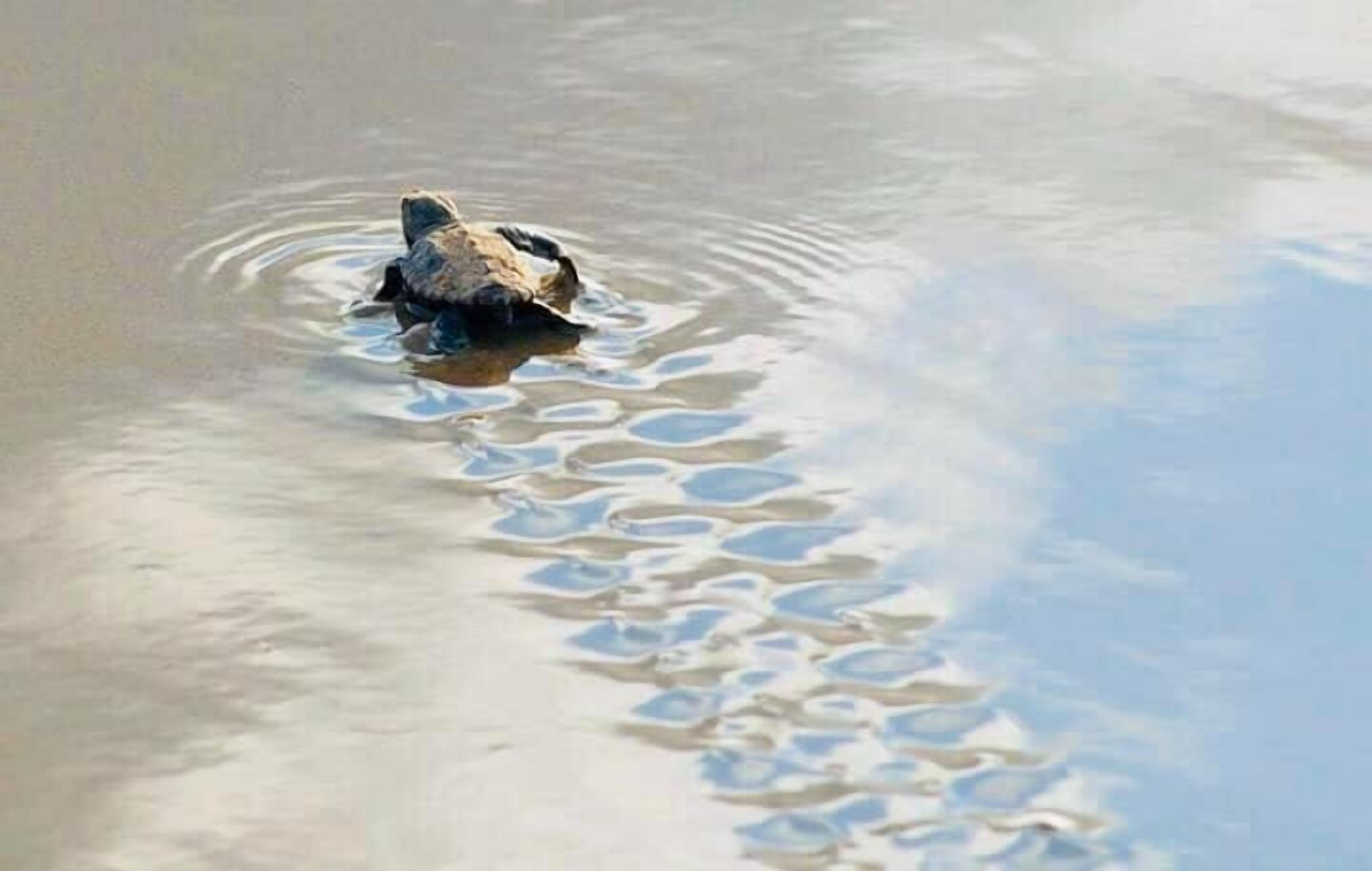 Una tortuga nadando en el agua.