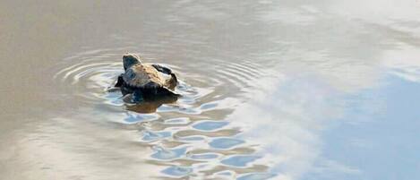 Una tortuga nadando en el agua.