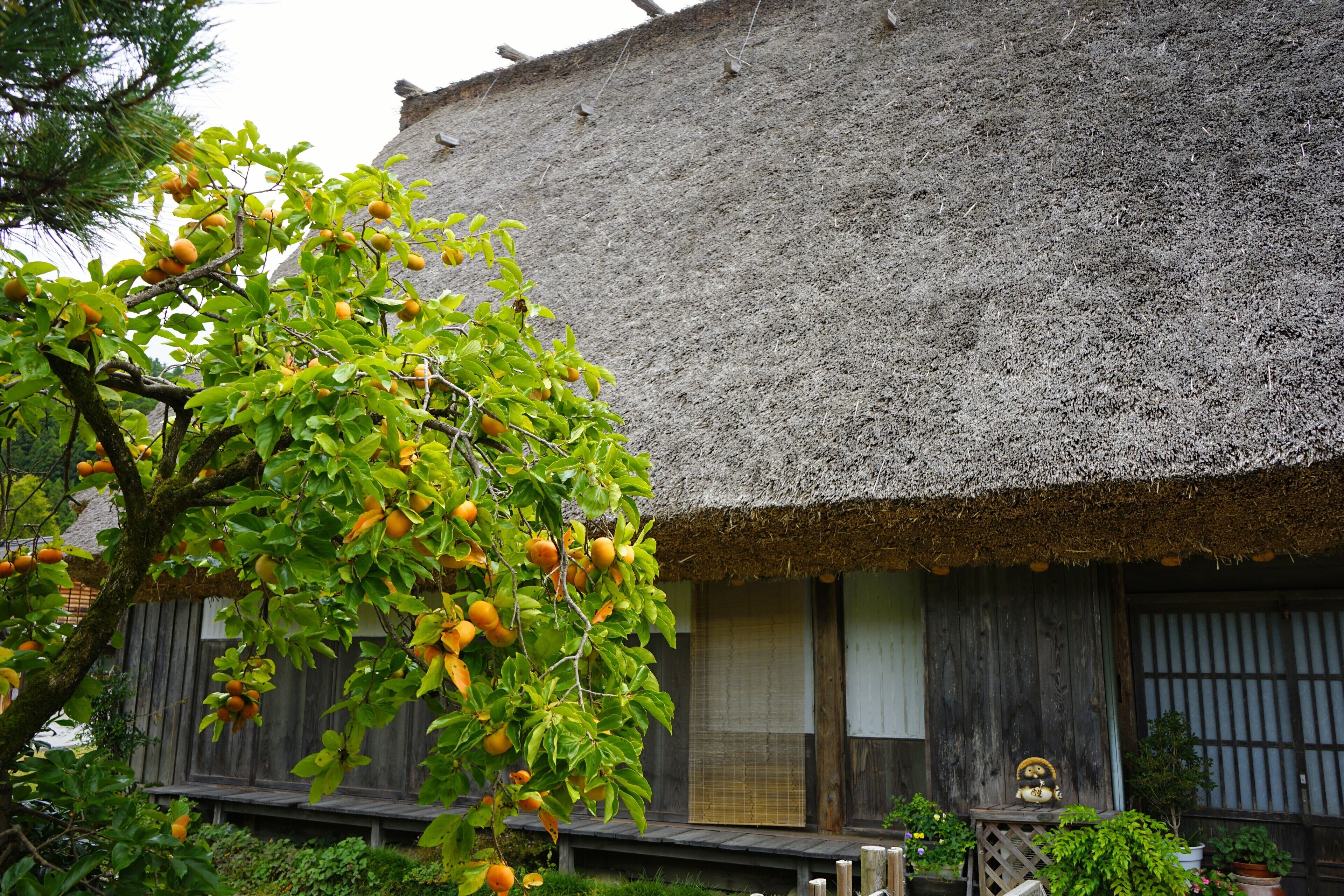 Una casa tradicional con techo de paja, un porche de madera y un árbol cargado de frutos.