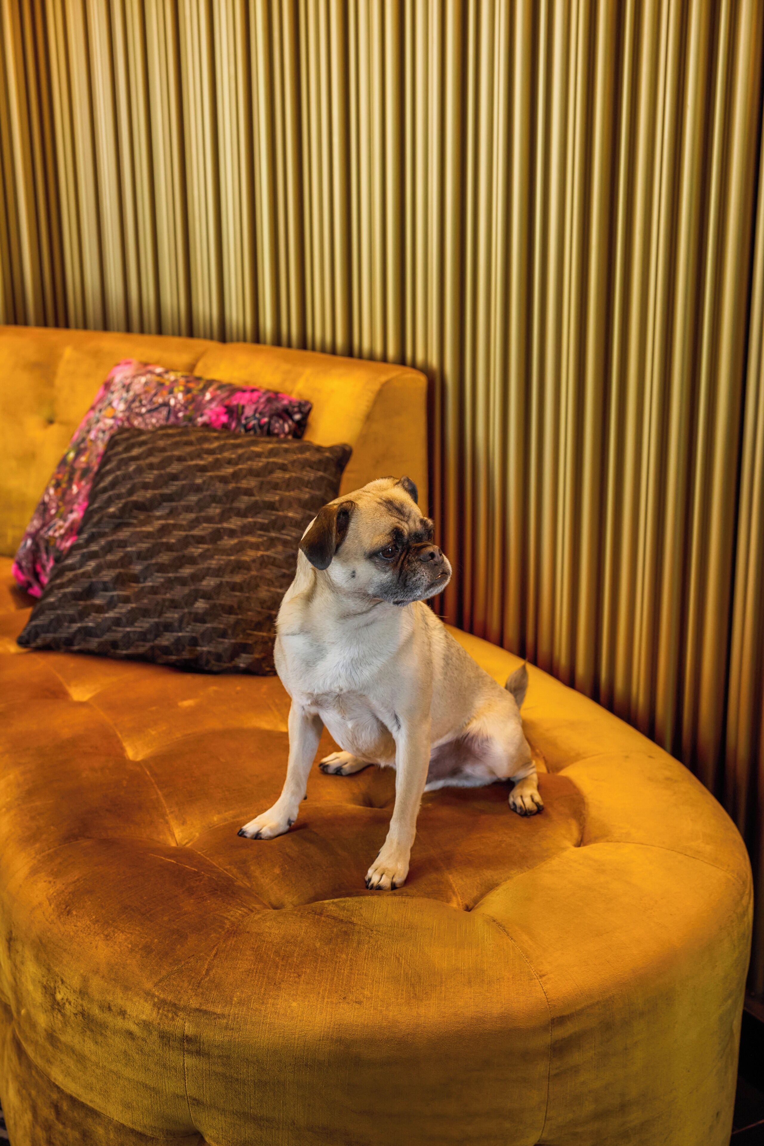 A pug sitting on a tufted sofa with a patterned pillow.