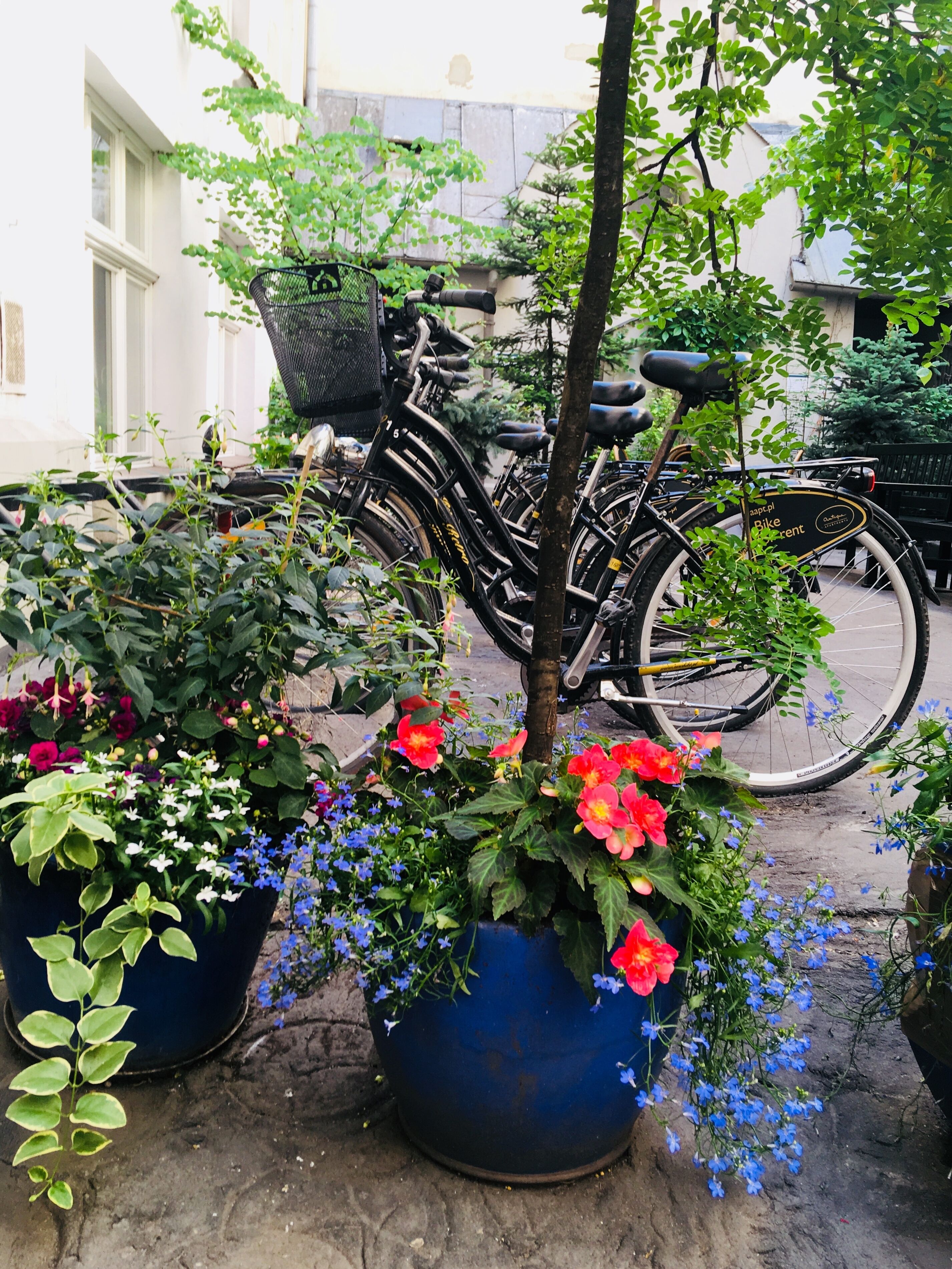 En række cykler parkeret i et udendørs område med krukkeplanter og blomster.
