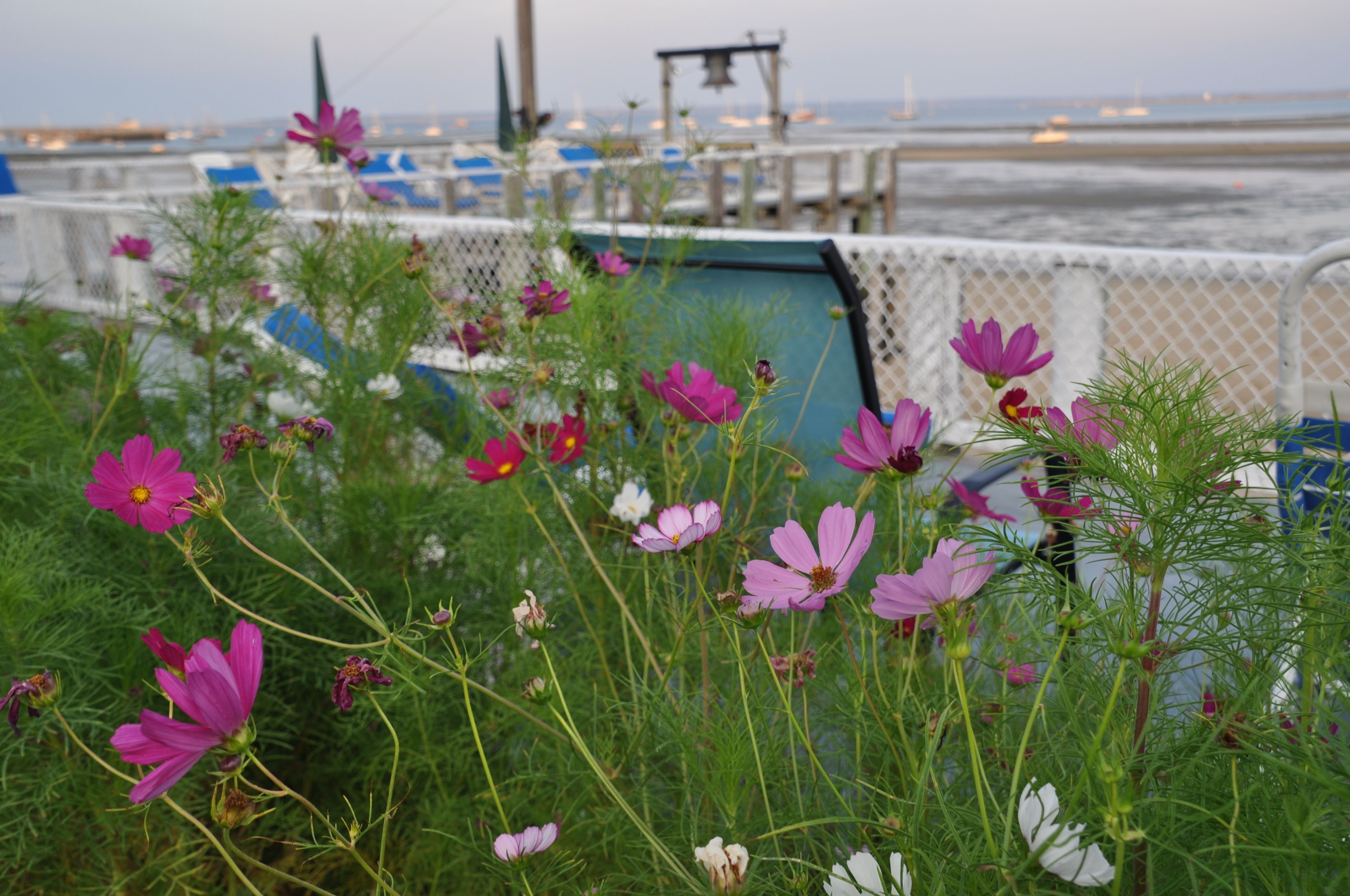 Zona costera con un muelle y barcos, rodeada de flores silvestres.