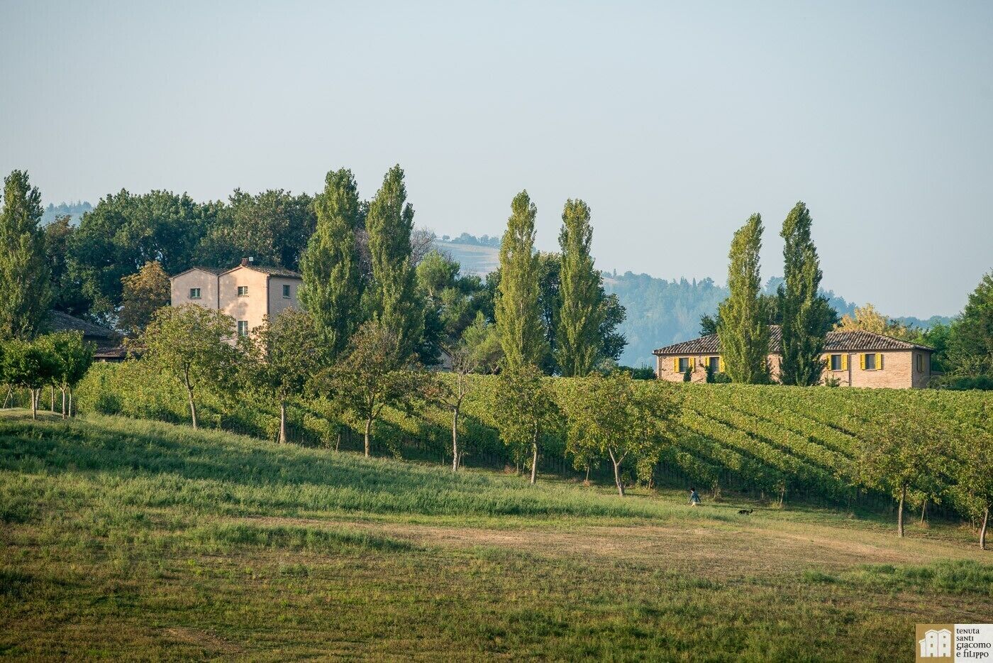 A vineyard with rows of grapevines and a few buildings in the background.