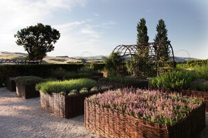 A garden with various plant arrangements and a pergola structure.