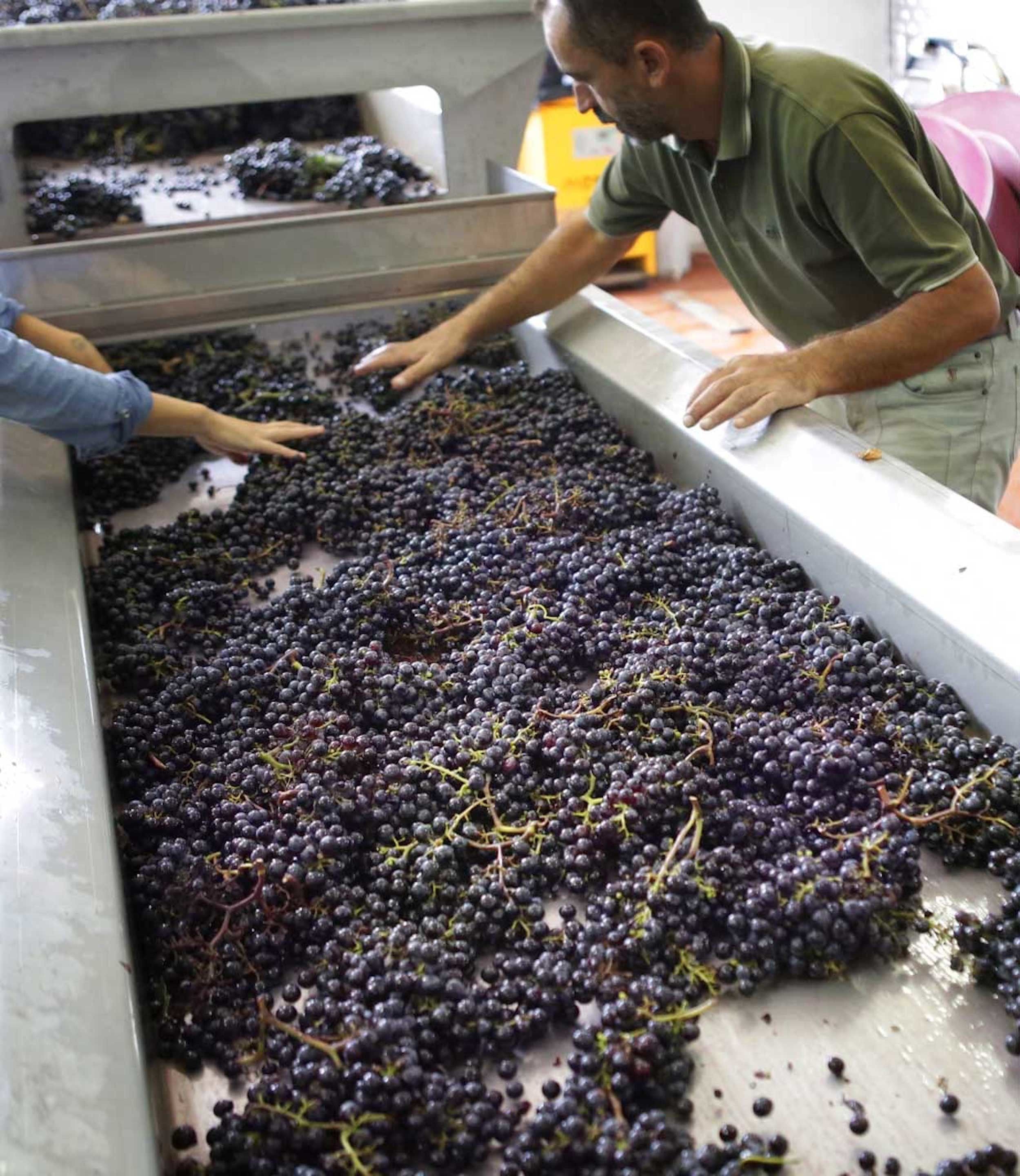 Una máquina industrial grande procesando uvas.