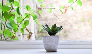 Una planta en maceta sobre un alféizar con vistas a follaje verde afuera.