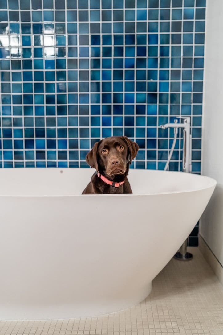 A dog sitting in a bathtub with a blue tiled wall in the background.