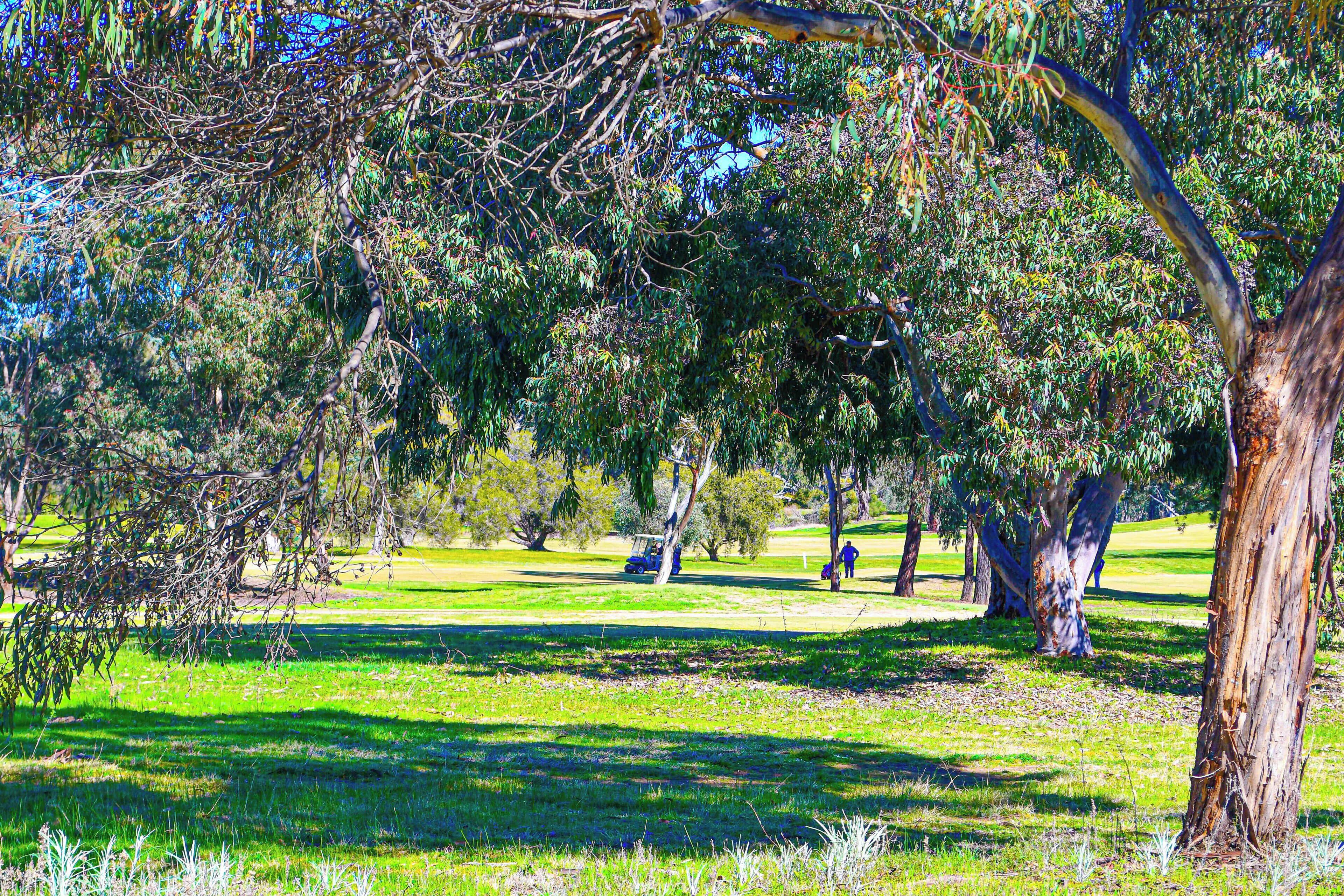 A golf course with trees and a clear sky.