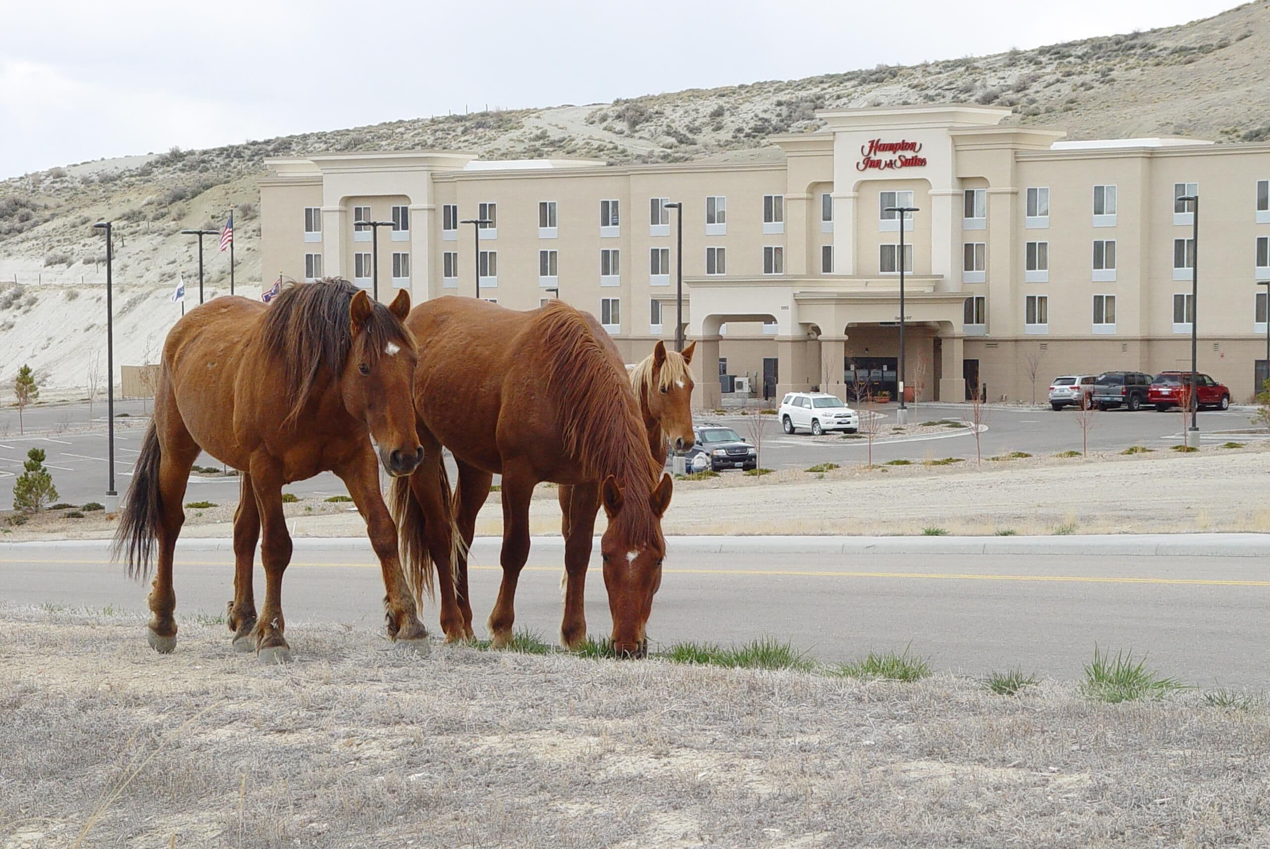 Un edificio con un letrero que dice "Hampton Inn & Suites".