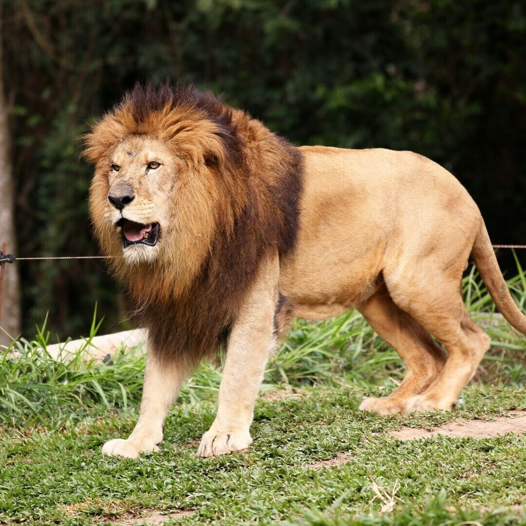 Foto - Holiday Inn Express Sandton-Woodmead by IHG