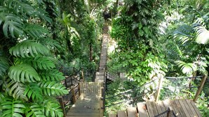 Eine Holztreppe, umgeben von dichtem tropischen Grün, die zu einer erhöhten Ebene führt.