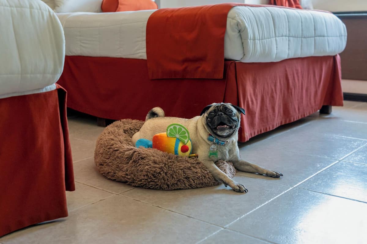 Un carlino sdraiato su un cuscino morbido per cani in una stanza con una coperta rossa e cuscini bianchi.