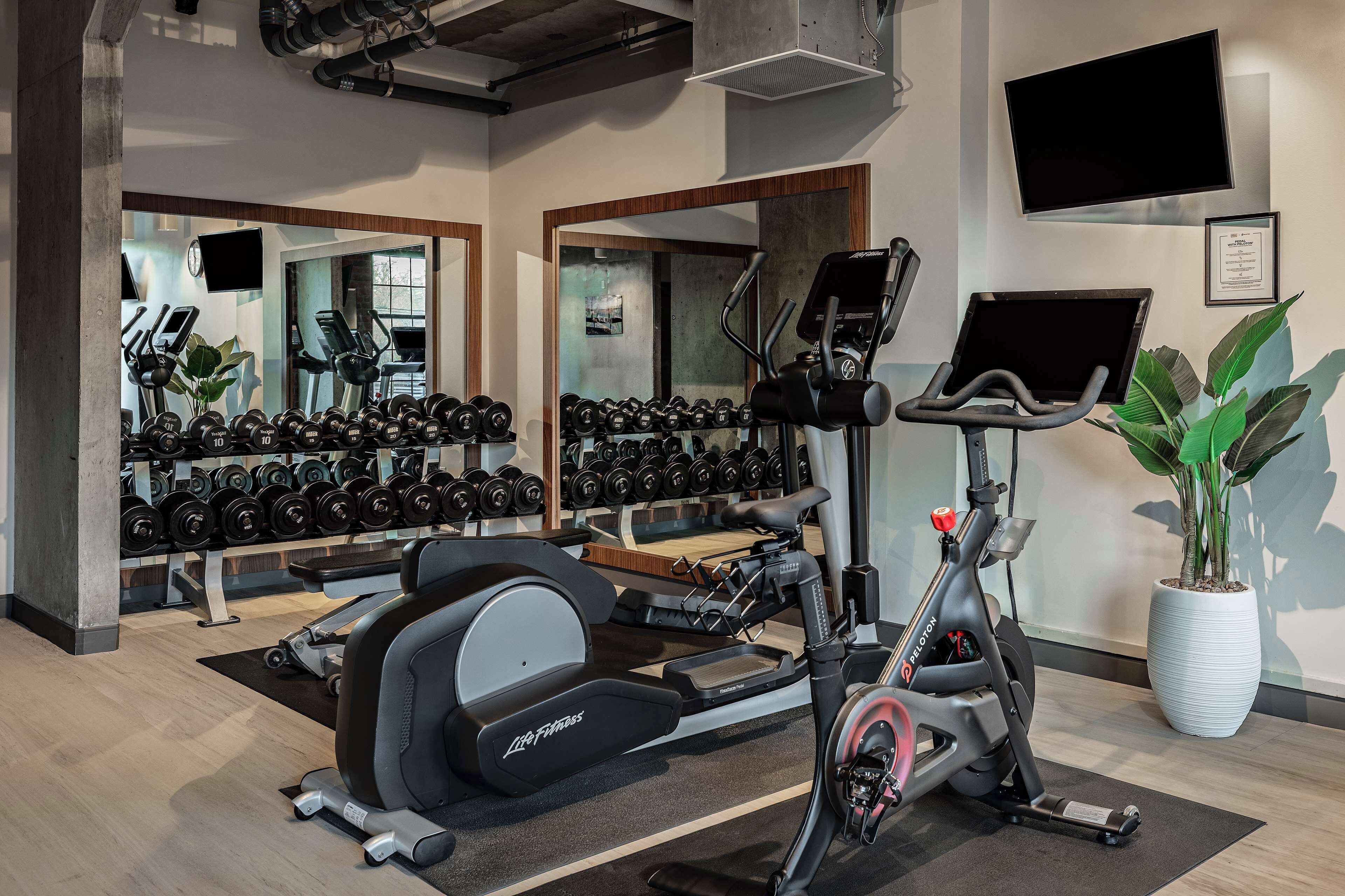 Un gimnasio con equipo de cardio, mancuernas y una planta en maceta.