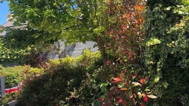 A garden with various plants and a tree with green and red leaves. - Amber Hill Guesthouse (Galway)
