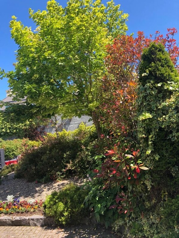 Property grounds - Amber Hill Guesthouse (Galway)