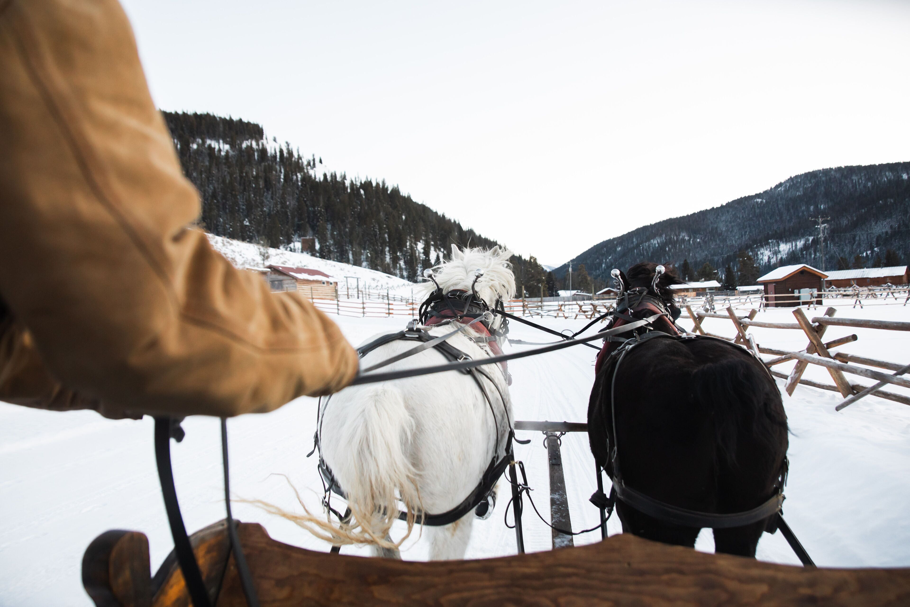 A horse-drawn carriage in a snowy landscape with wooden fences and buildings in the background.