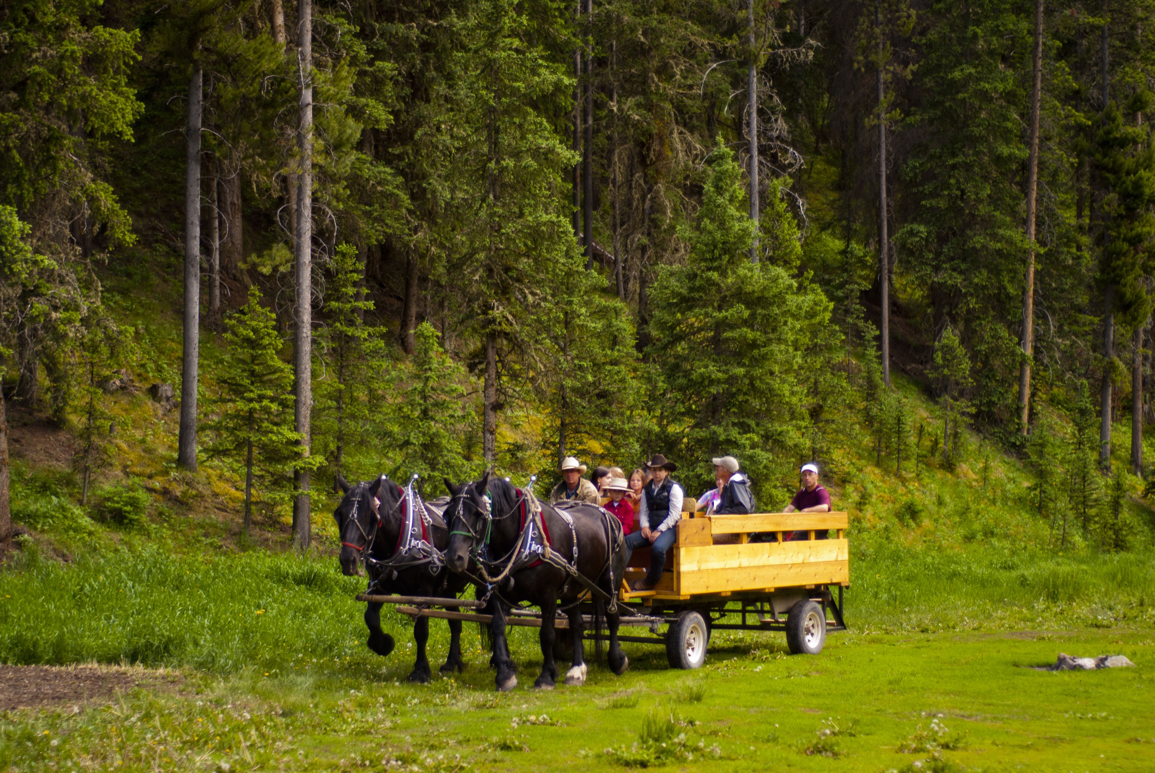 A group of people in a wooden wagon pulled by two horses, traveling through a forested area.
