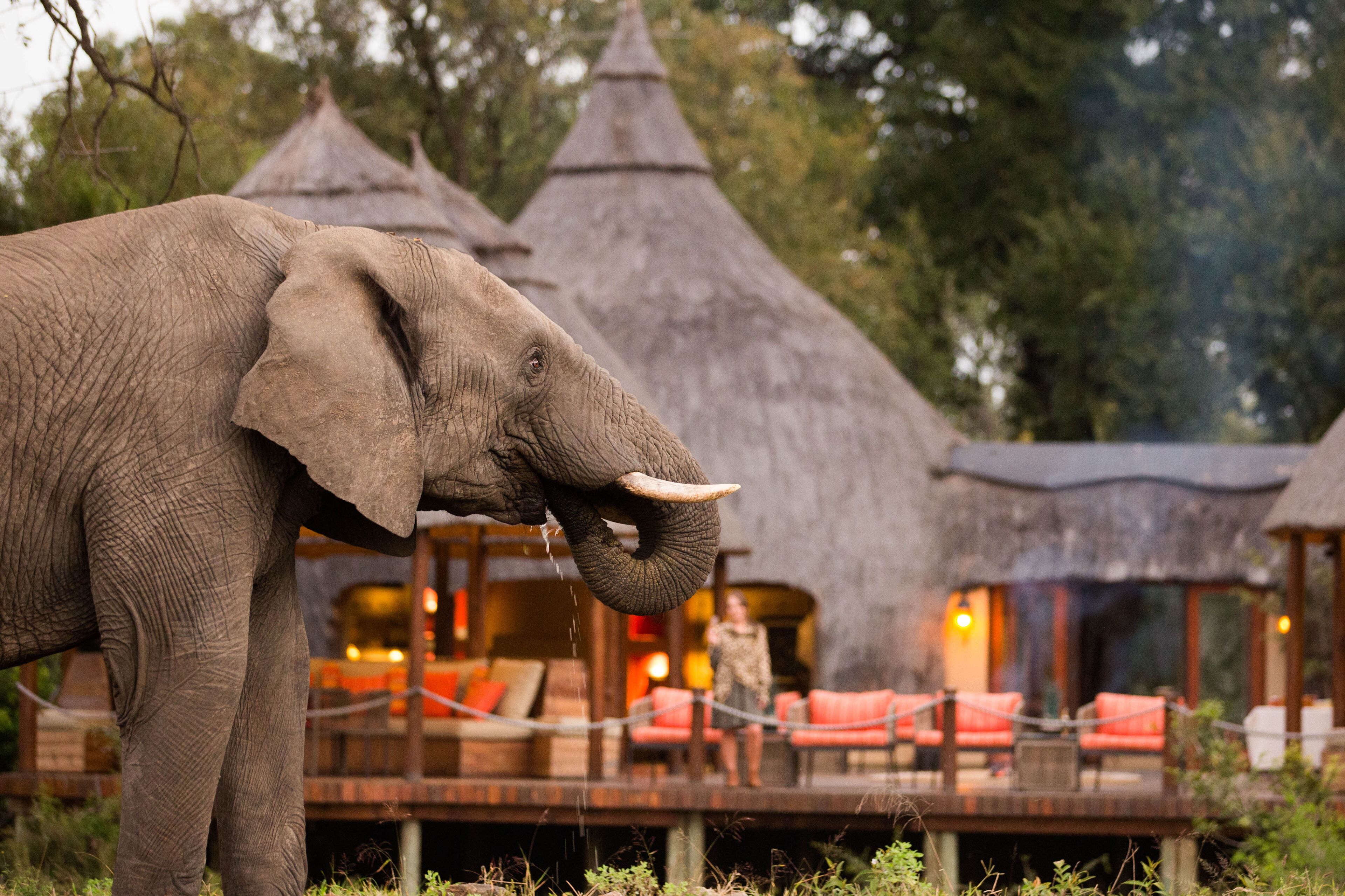 Un éléphant se trouve près d’un bâtiment dont le toit est fait de chaume, avec des sièges rouges et une terrasse en bois.
