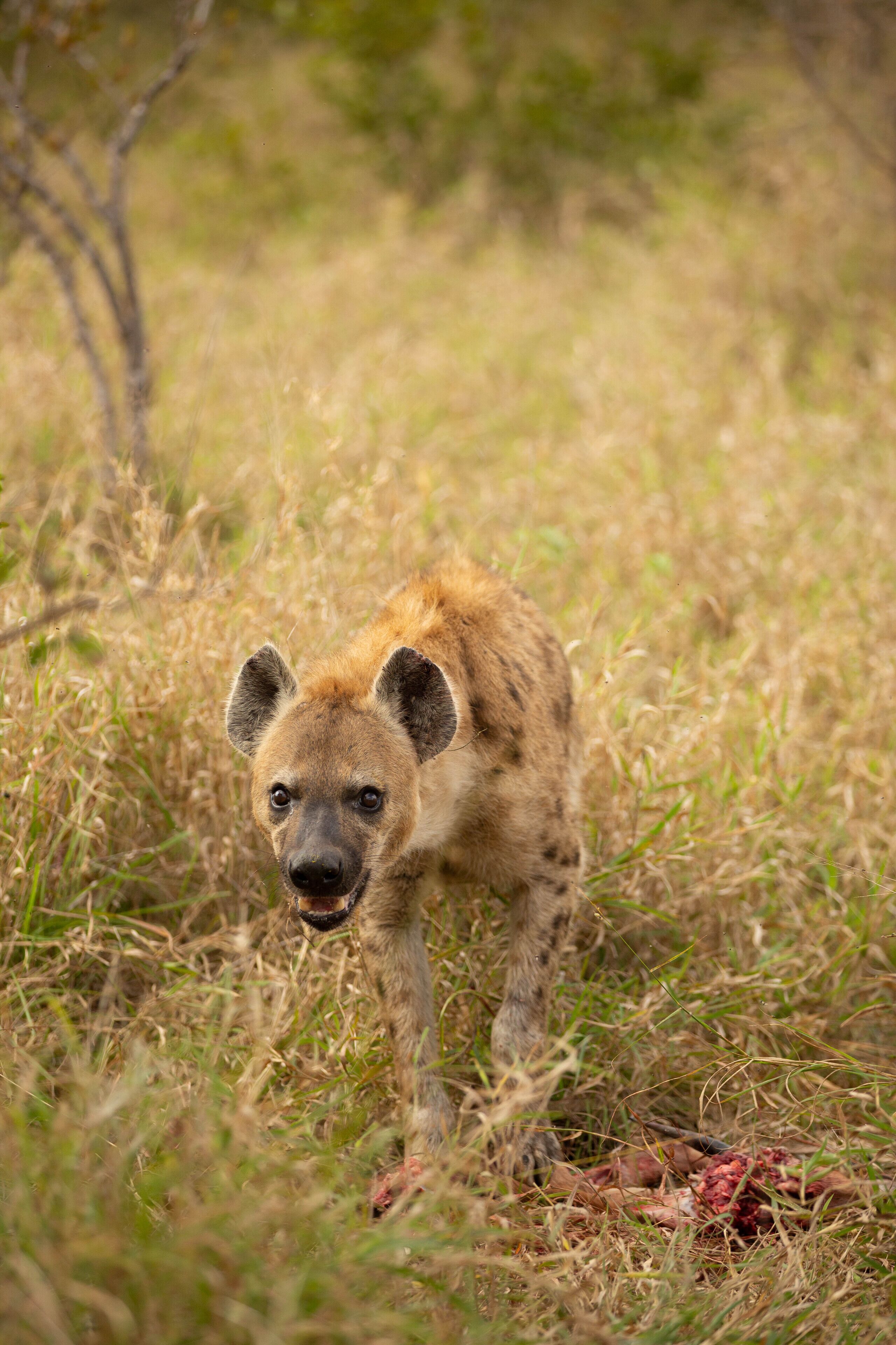 A hyena in a grassy area with a carcass nearby.