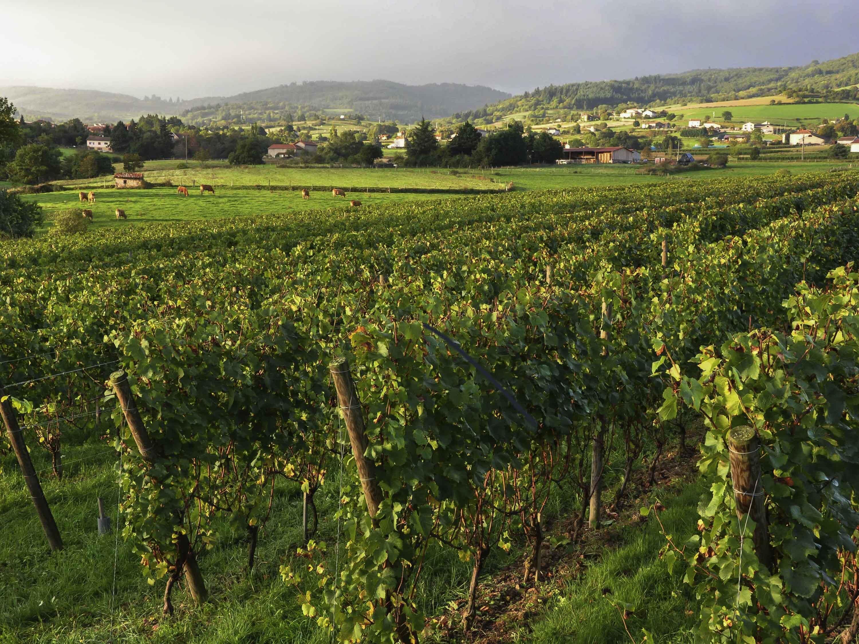 Un vignoble avec des rangées de vignes, un paysage rural et des bâtiments situés au loin.