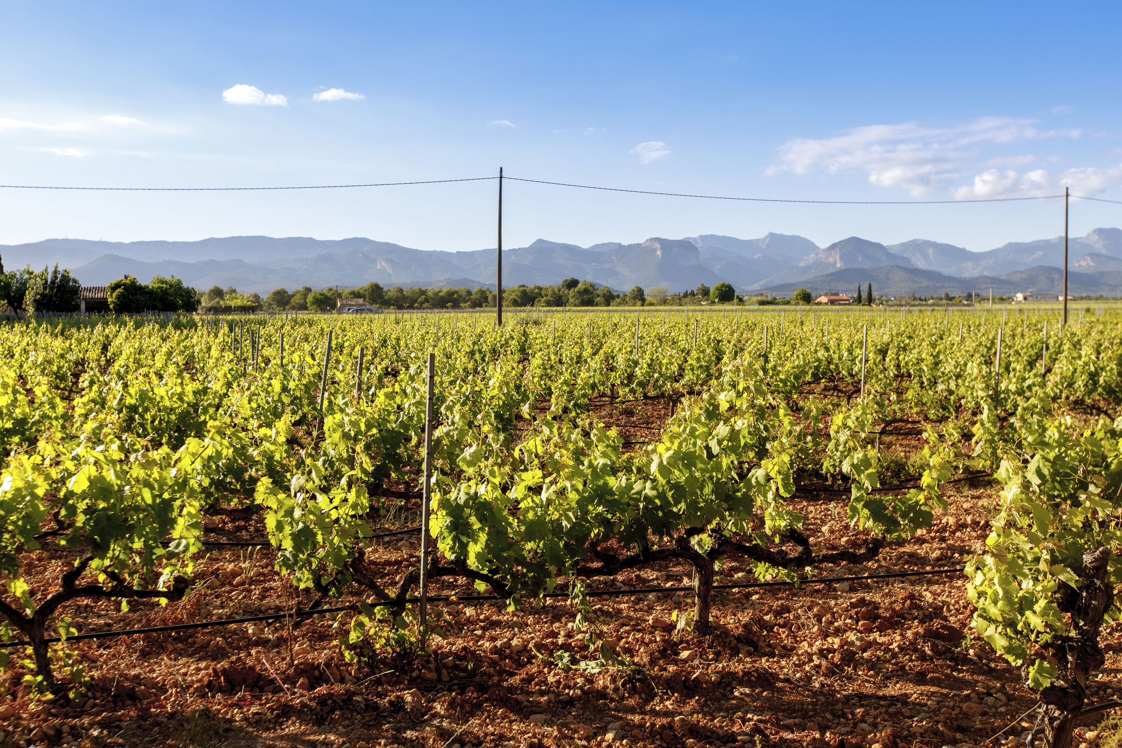 Photo - Torrent Fals Agroturismo