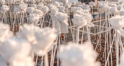 Thunderbird Resorts - Poro Point