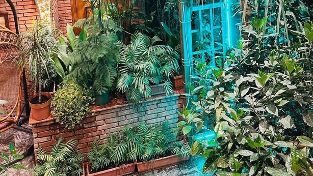 Una habitación con pared de ladrillo, ventana y varias plantas en macetas.