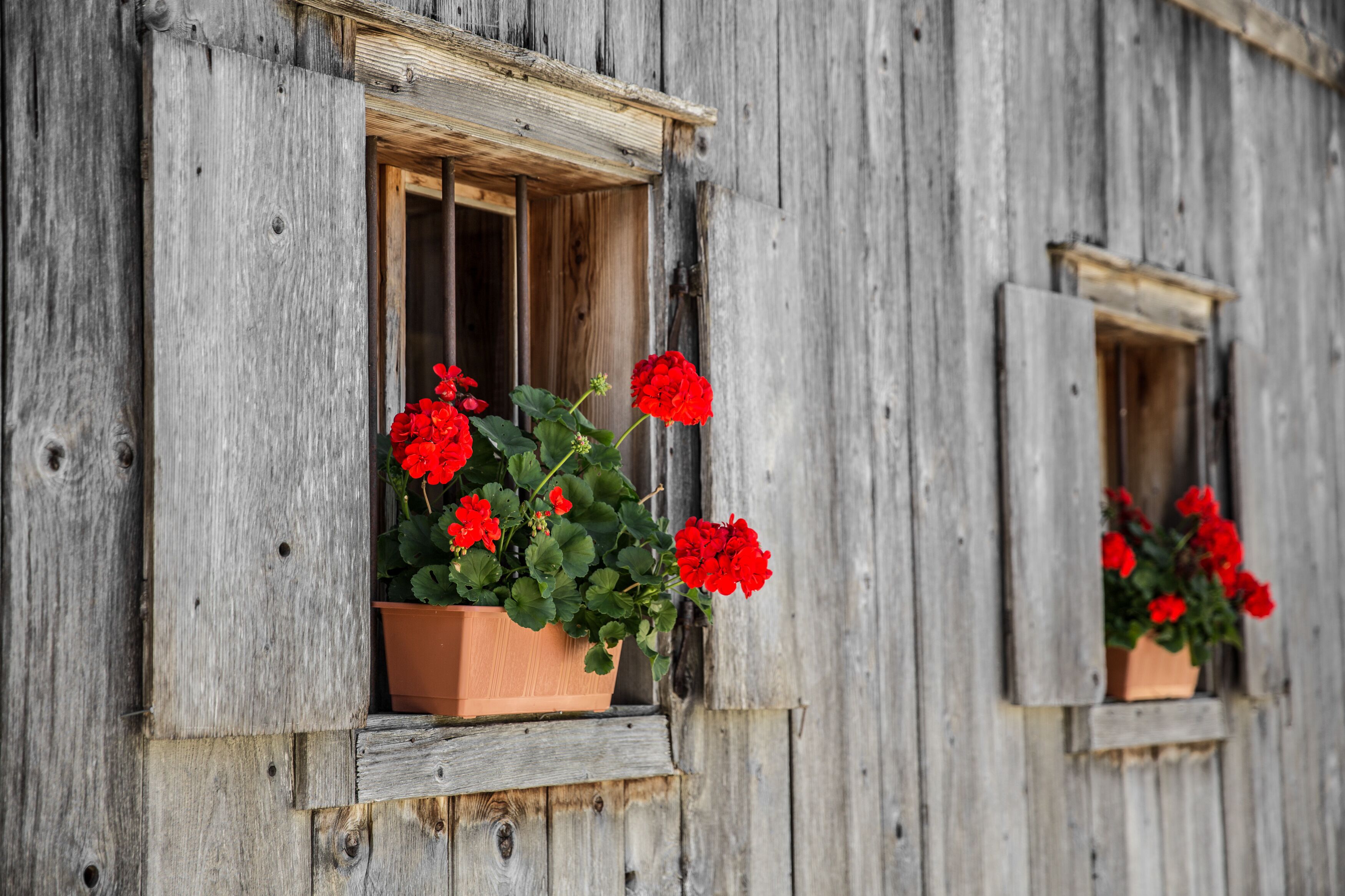 Una construcción rústica de madera con dos ventanas, cada una con una maceta de terracota que contiene flores rojas.