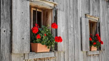 Una construcción rústica de madera con dos ventanas, cada una con una maceta de terracota que contiene flores rojas.