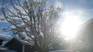 Un arbre aux branches recouvertes de neige, se détachant sur un ciel dégagé.