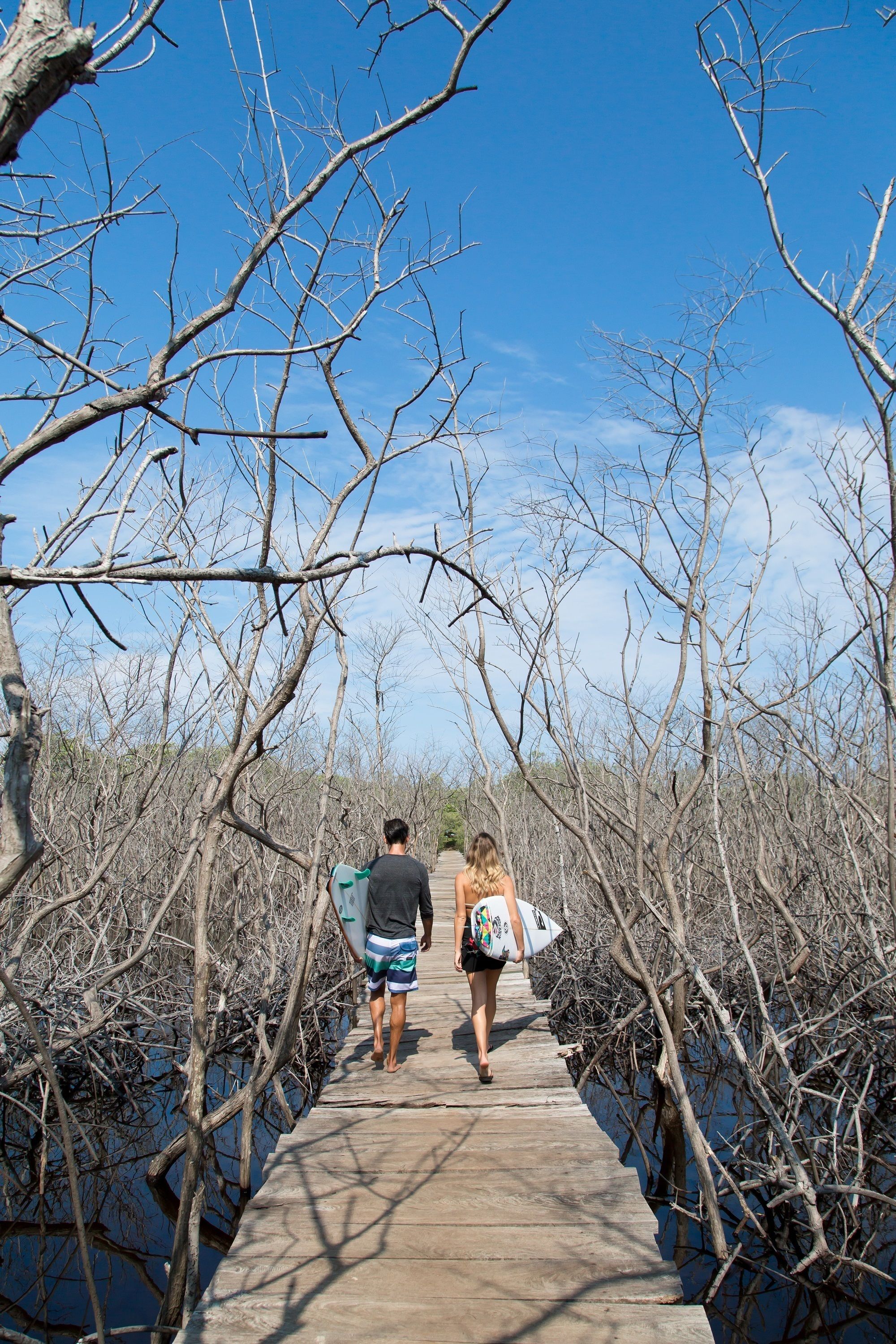 A wooden boardwalk leading through a mangrove area.