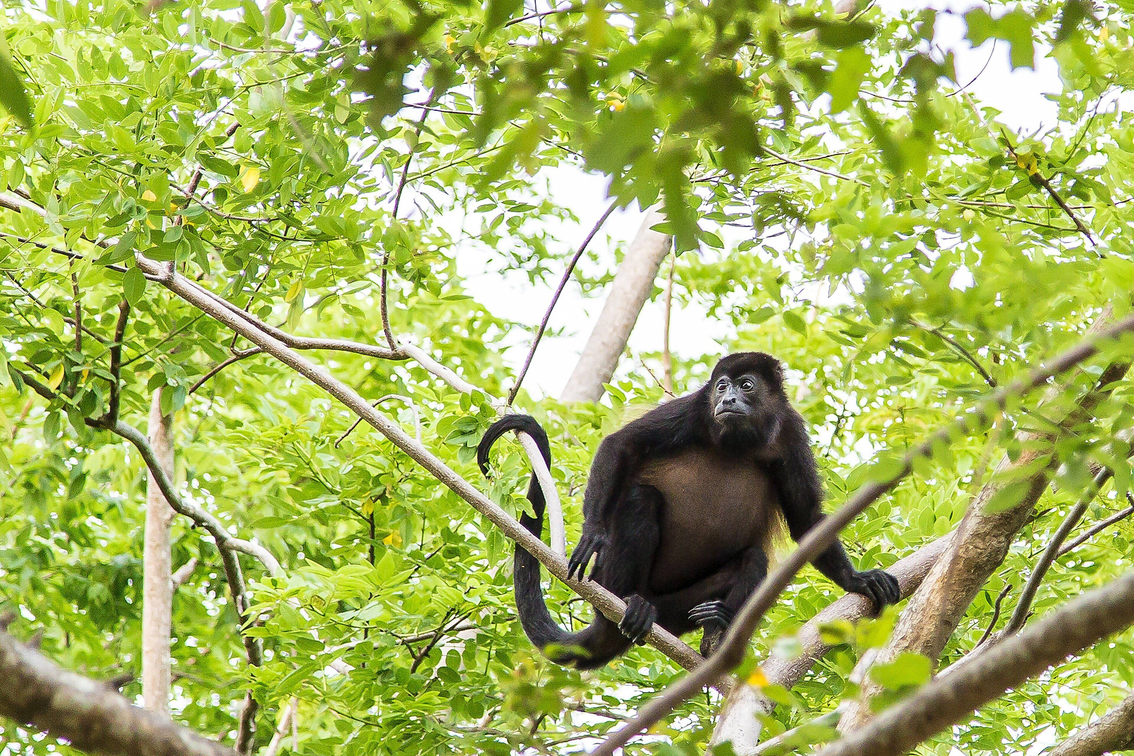 A monkey sitting on a tree branch surrounded by dense green foliage.
