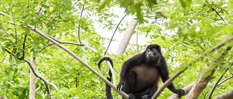 A monkey sitting on a tree branch surrounded by dense green foliage.