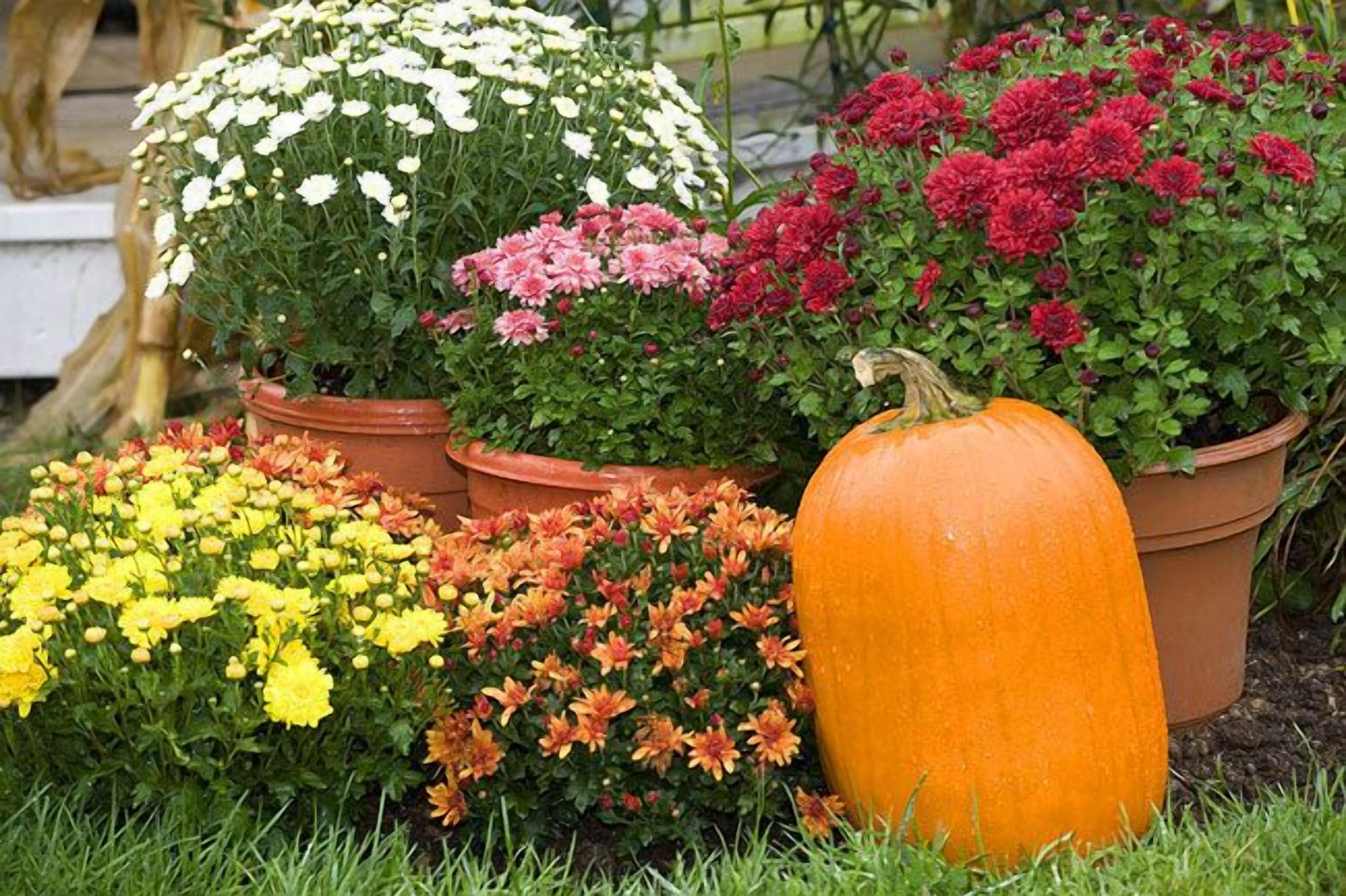 Un jardín con plantas en macetas y una calabaza.