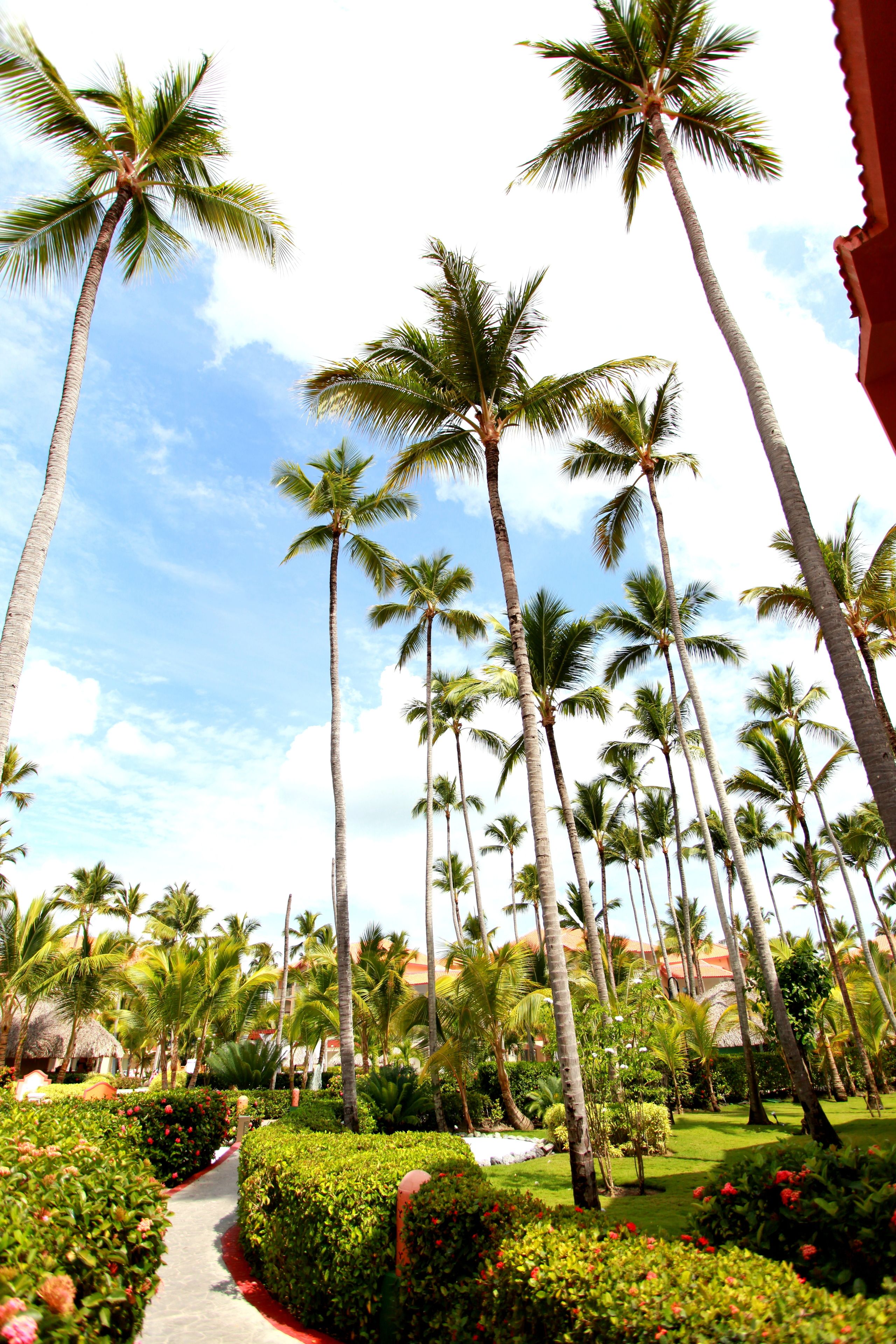 A pathway lined with tall palm trees and manicured hedges, leading to a building with a red roof.