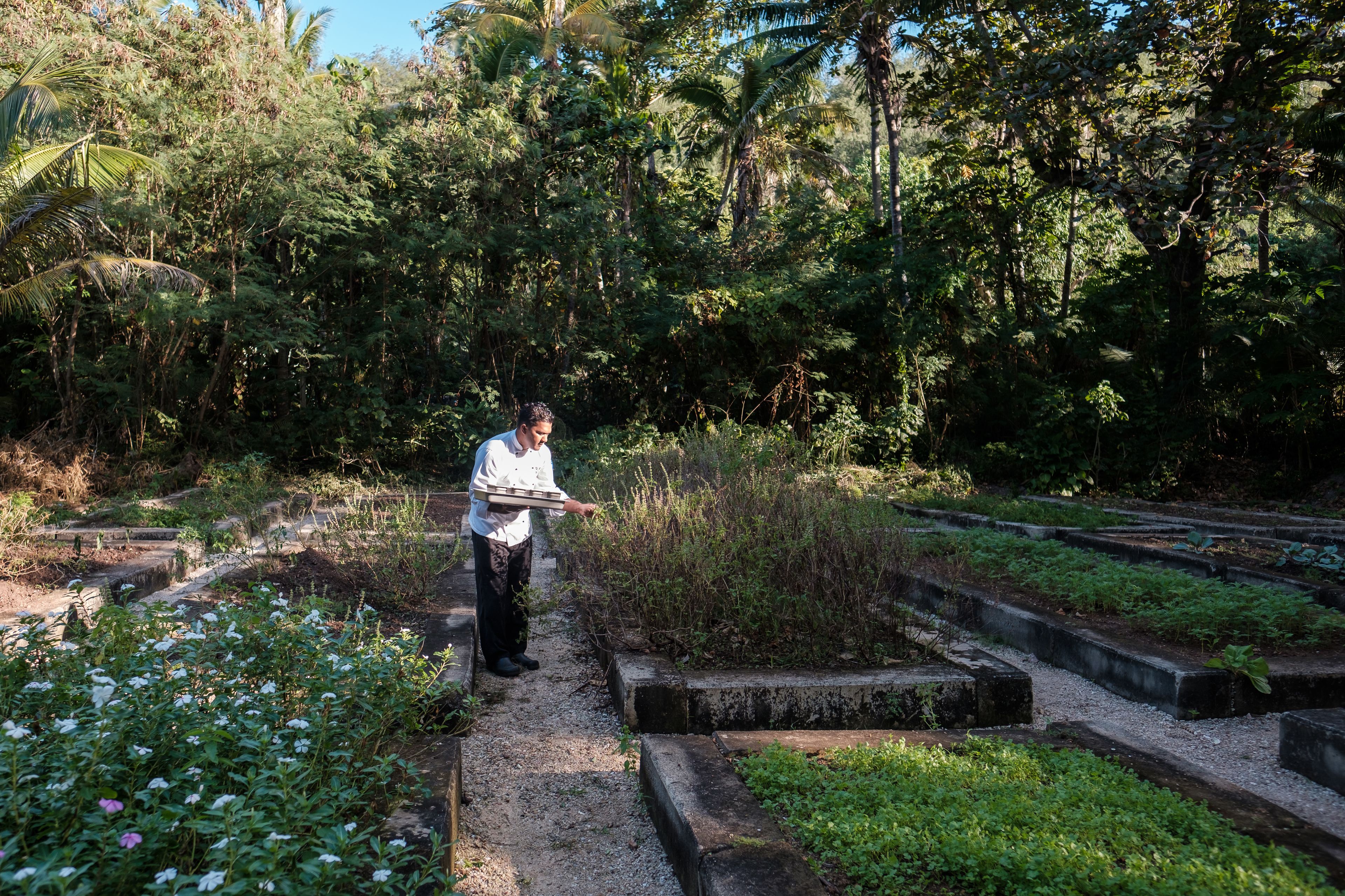 A person walking through a garden with raised beds and a variety of plants.