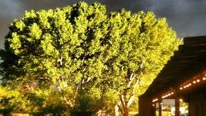 A covered outdoor seating area with a wooden bench and a small table, surrounded by a well-maintained lawn and a large tree. - Casa de San Pedro Bed & Breakfast (Hereford)