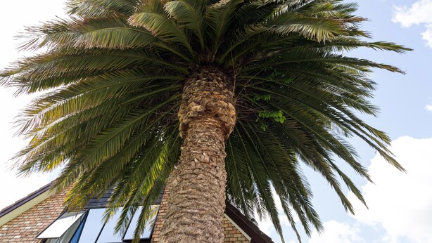 A tall palm tree with a textured trunk and dense foliage against a clear sky. - Arista of Rotorua (Rotorua)