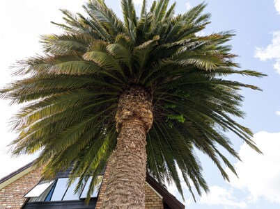 Arista of Rotorua