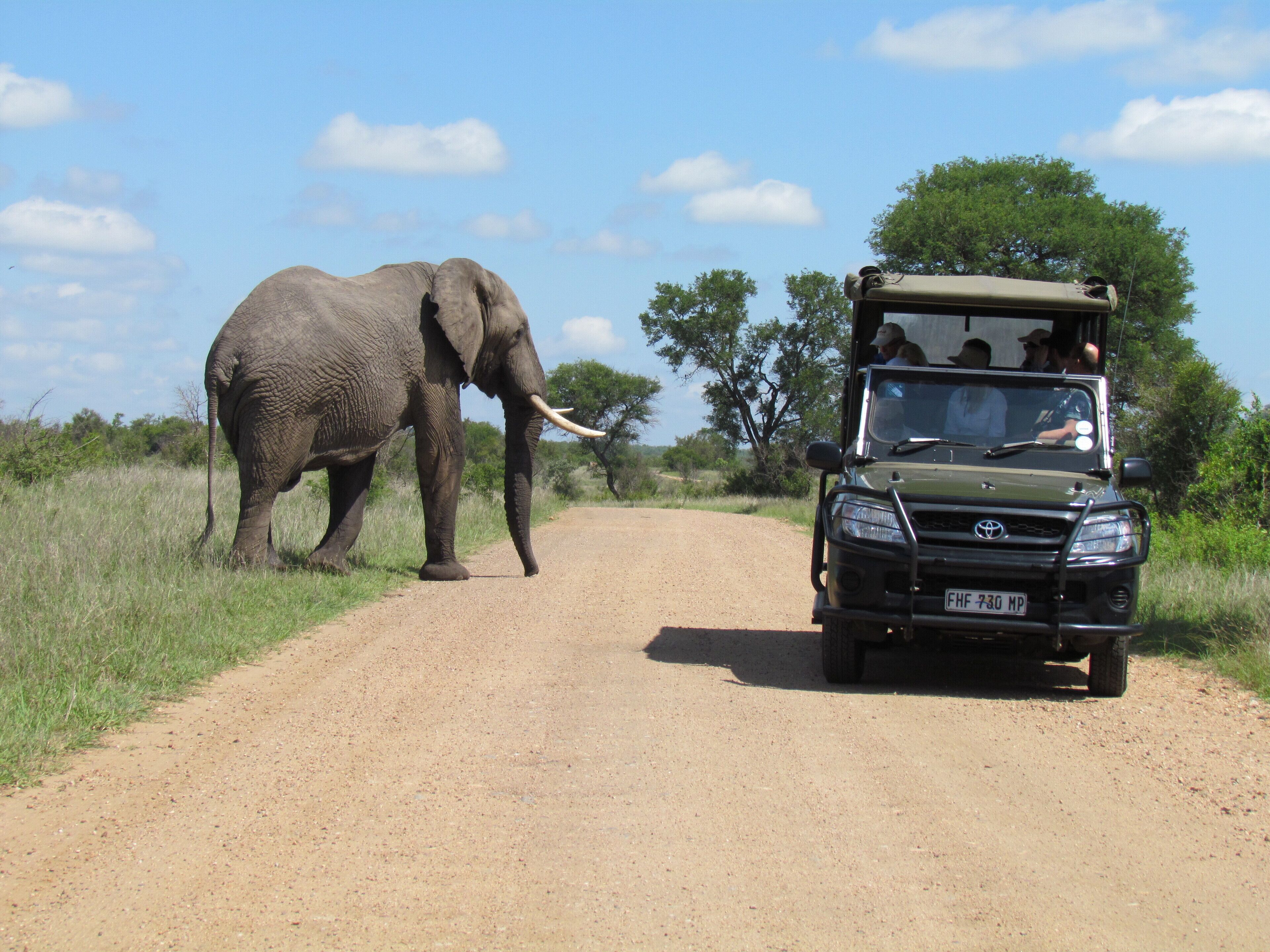A safari vehicle with passengers observing an elephant on a dirt road.