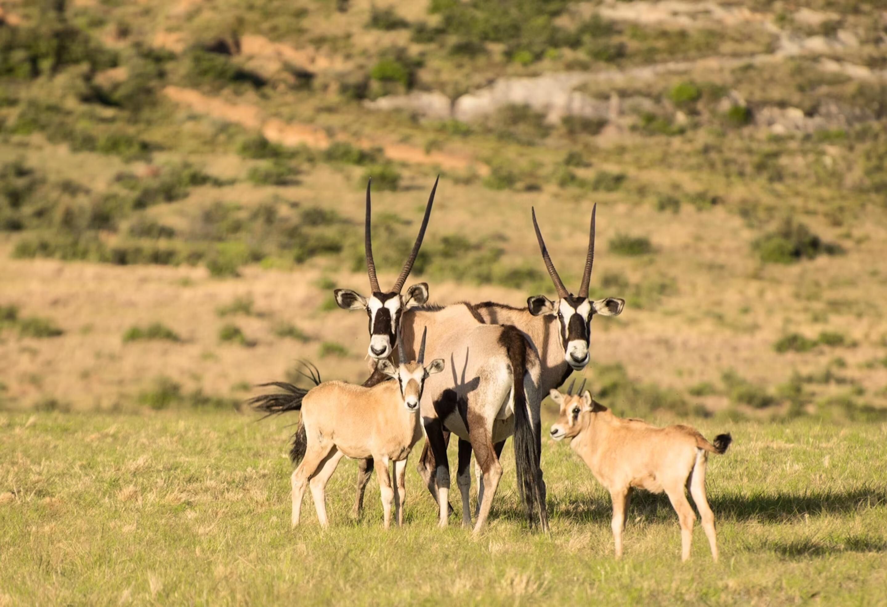 A group of antelopes in a grassy field with a hilly background.