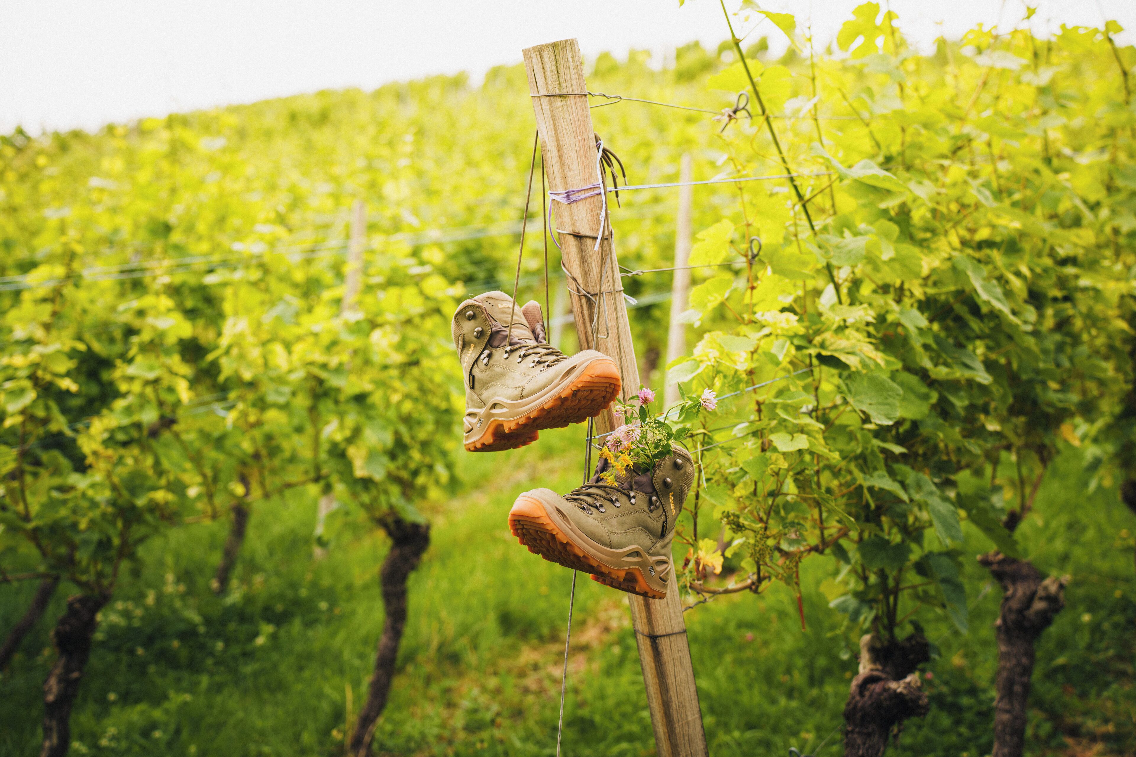 A pair of hiking boots suspended on a wooden post in a vineyard.
