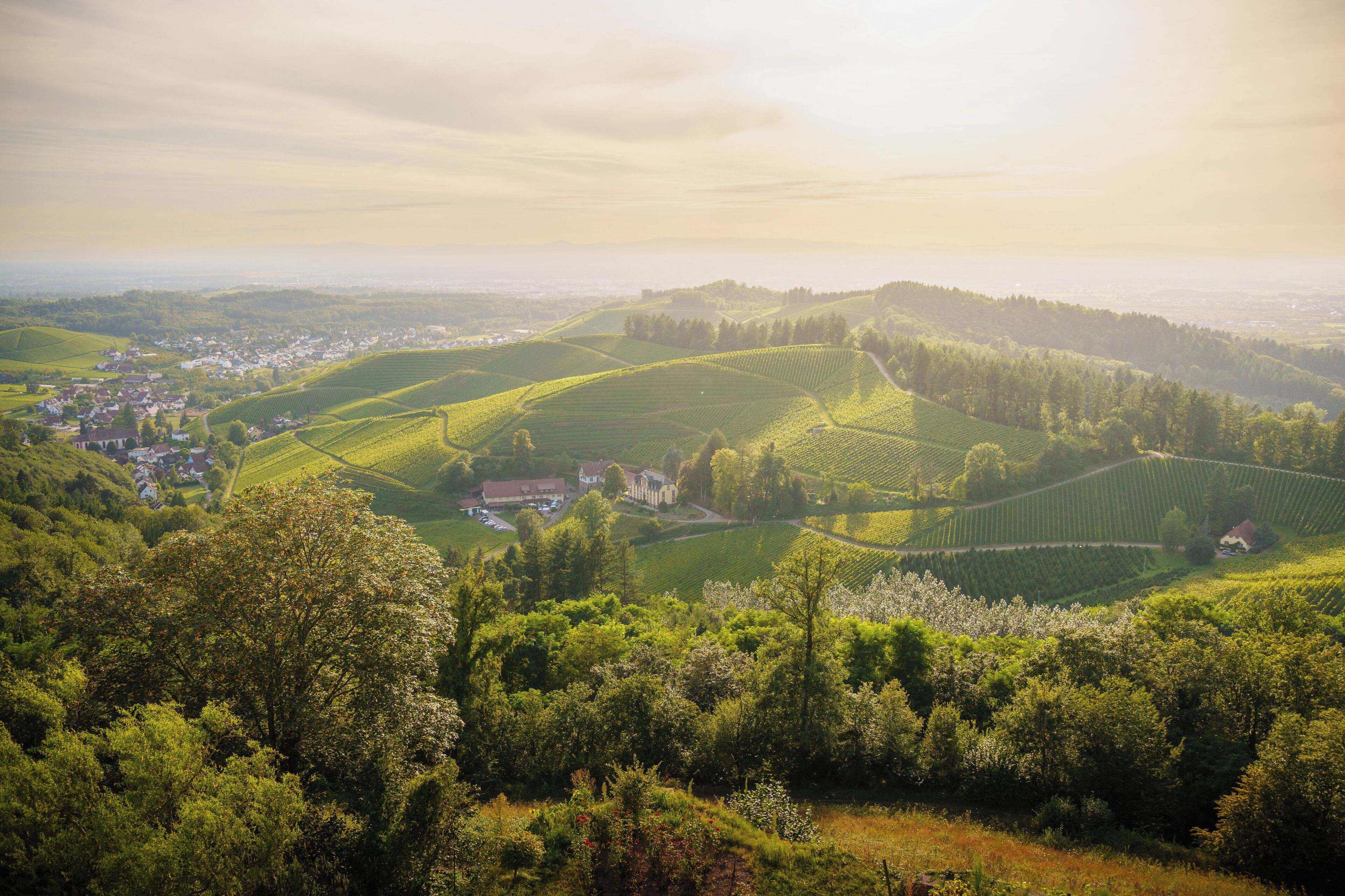 A panoramic view of a rural landscape with rolling hills, vineyards, and a small village.